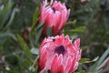 Colorful two pink King Proteas in the Botanical Garden in Cape Town in South Africa Ã¢â¬â the national flower of South Africa Royalty Free Stock Photo